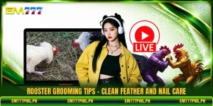 Rooster Grooming Tips - Clean Feather And Nail Care